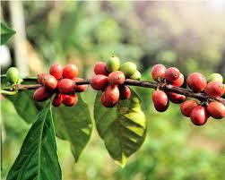 D’où viennent les arômes du café ?